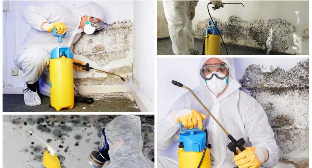 Как убрать плесень (грибок) со стен в домашних условиях своими руками