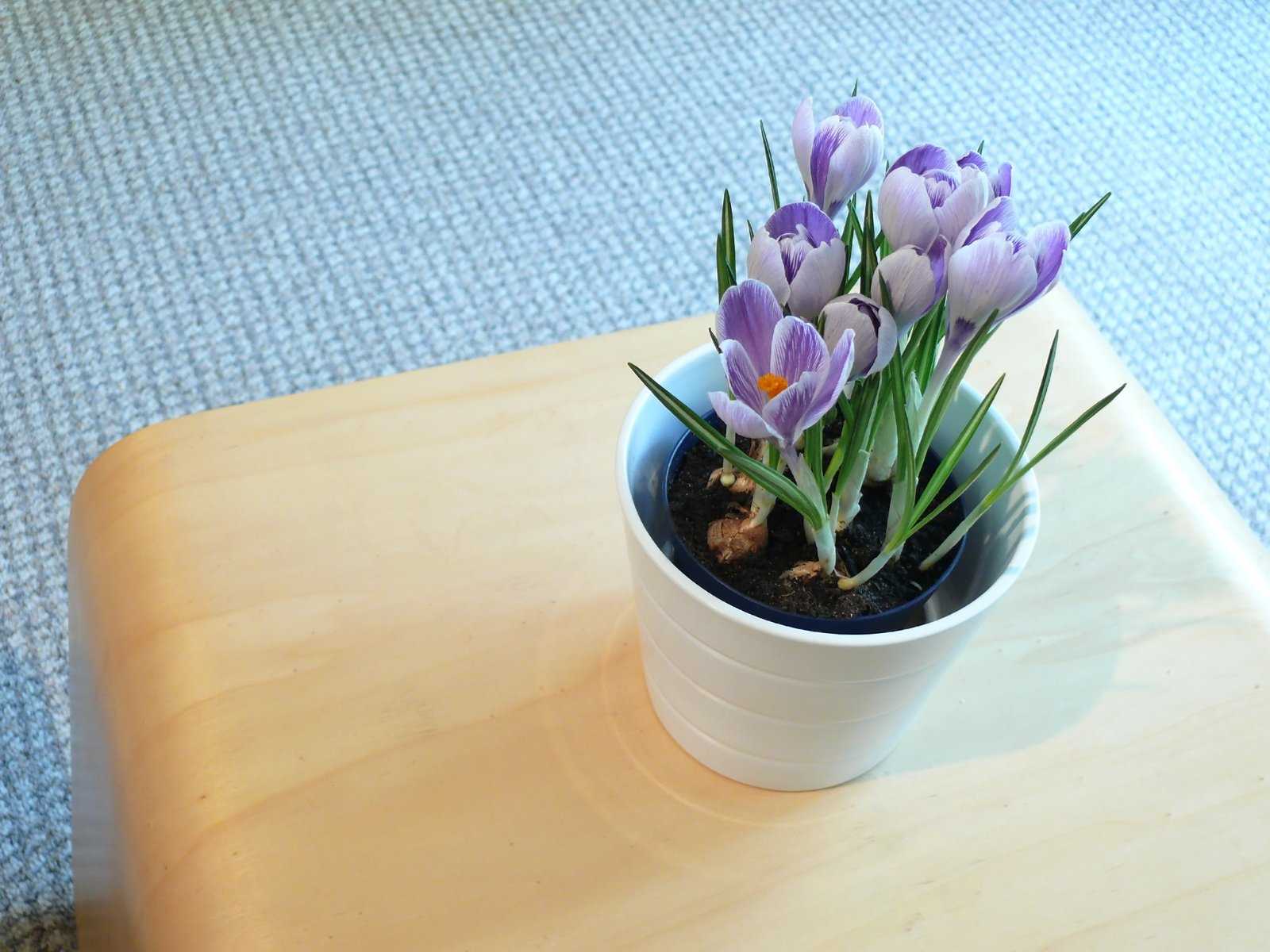Крокус комнатный цветок в горшках: как вырастить дома с соответствующим домашним уходом