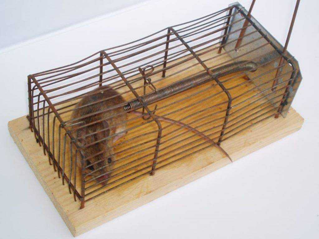 Крысоловка своими руками: ловушки для крыс, капкан, электрические ловушки