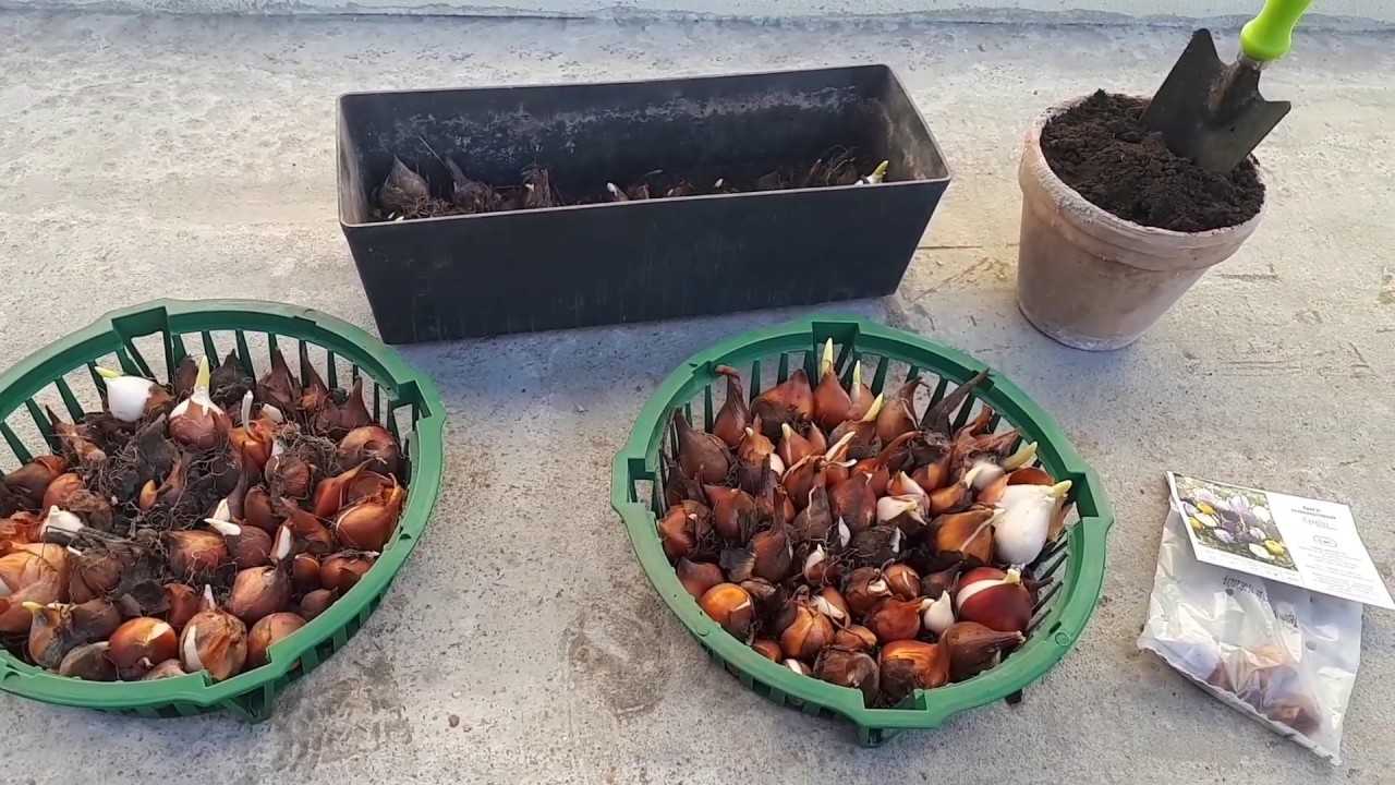 Тюльпаны: хранение луковиц после выкопки в домашних условиях до посадки осенью