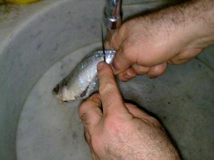 Эффективные способы чистки рыбы от чешуи