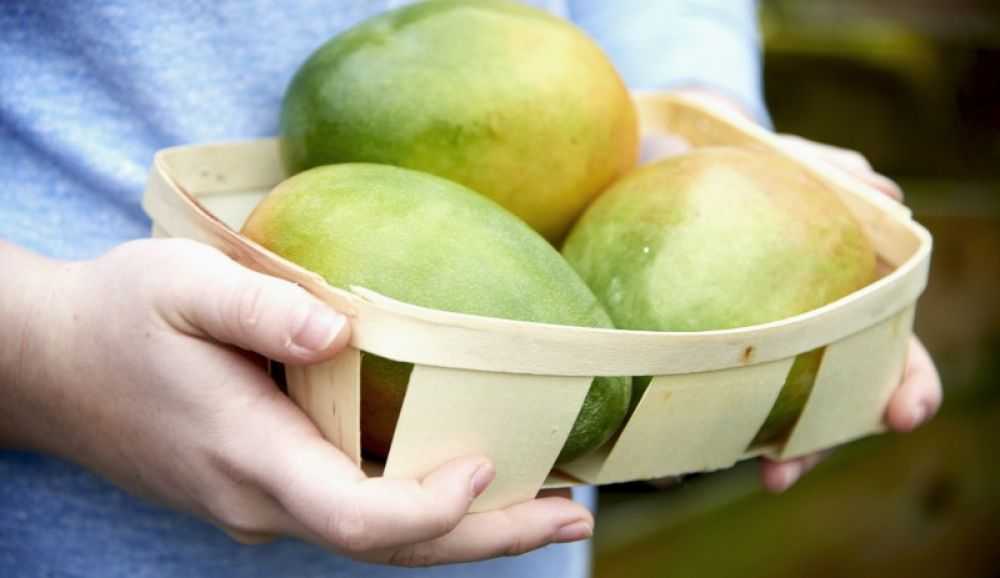 Как хранить манго: зрелый и не спелый, нарезанный и целый, где, как и в чем надолго сохранить фрукт