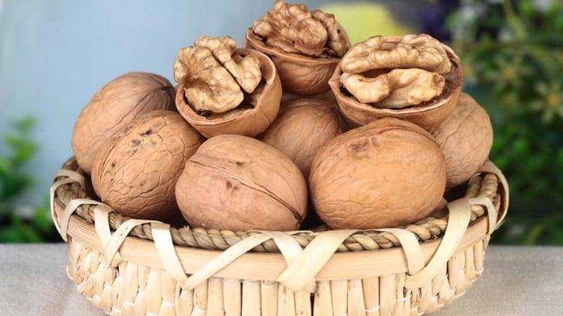 Как хранить грецкие орехи – оптимальные условия и допустимые сроки