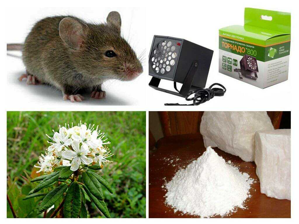 Как избавиться от мышей