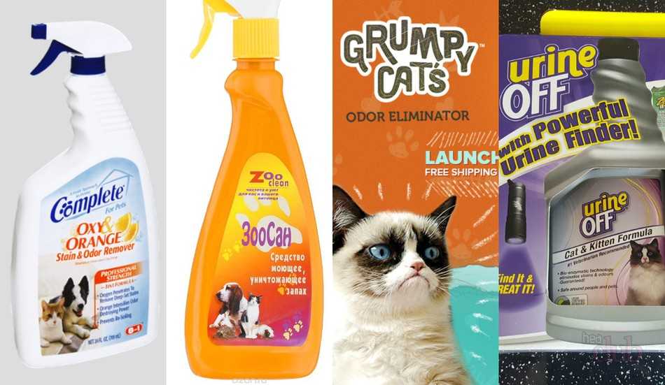 Как отстирать кошачью мочу с одежды: чем вывести запах с вещей