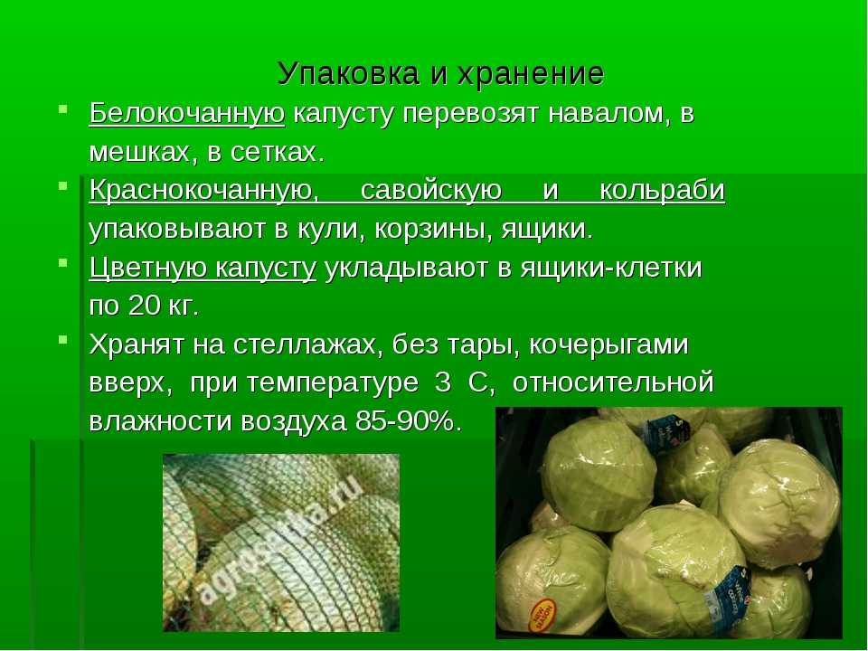 Как хранить квашеную капусту в домашних условиях: 3 правила и 5 способов  | mirnadivane.ru