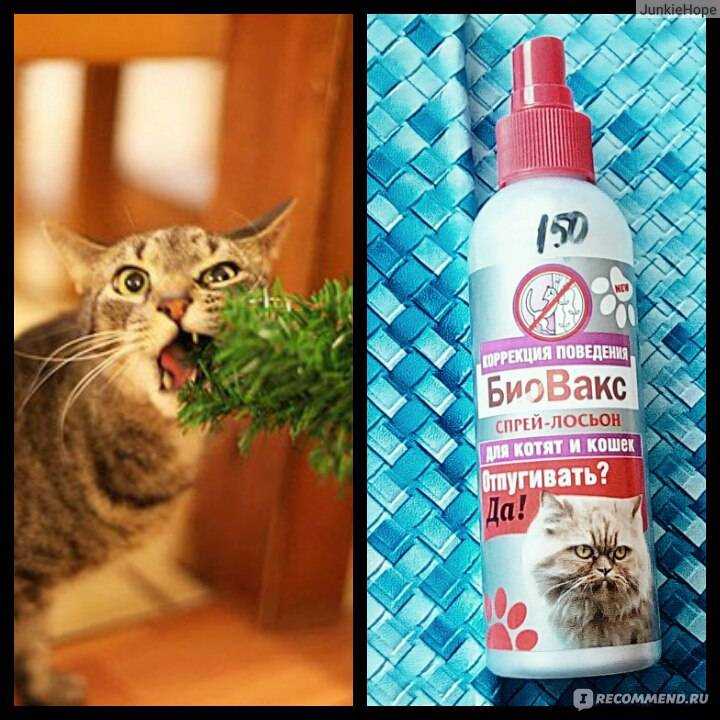 Какие запахи не любят кошки – pet-mir.ru