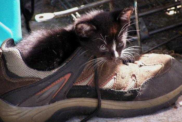 Как избавиться от запаха кошачьей мочи в обуви