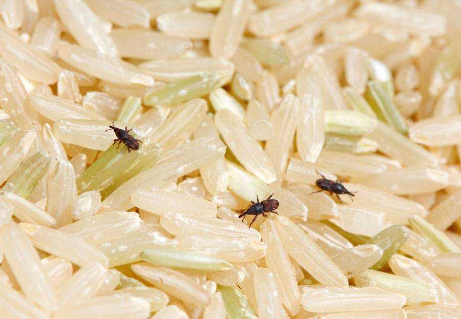 Жучки на кухне: почему в крупе, муке и манке могут заводиться насекомые, как от них избавиться?