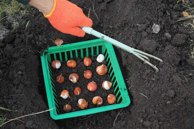 Как хранить луковицы тюльпанов: до посадки, после выкопки, цветения, зимой дома, в квартире