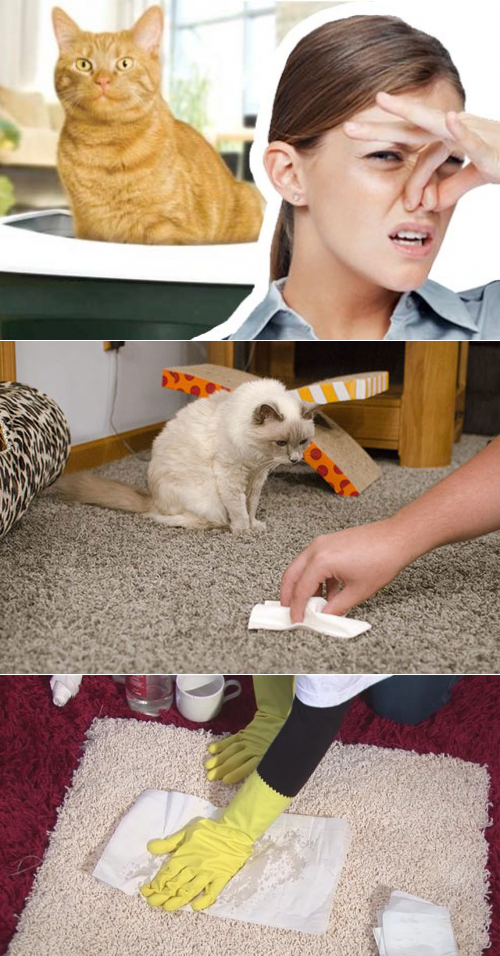 Как отстирать вещи от кошачьей мочи и выстирать запах в стиральной машине