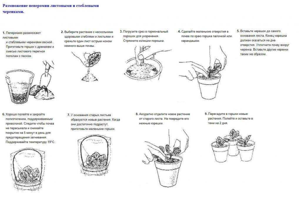 Советы по уходу за кордилиной в домашних условиях, размножение растения Проблемы выращивания корделины, советы опытных специалистов, болезни и вредители