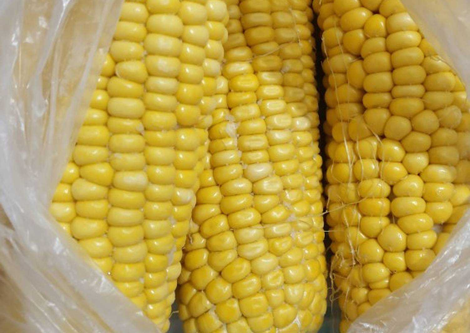 Как хранить кукурузу в початках и зернах в домашних условиях