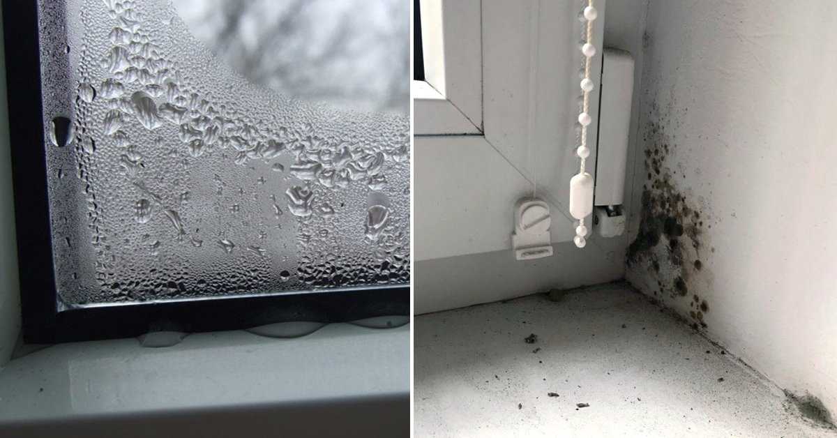 Как избавиться от плесени на окнах, если грибок поразил и стекла, и откосы?