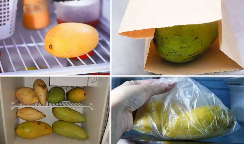 Как долго хранить спелое и недозрелое манго в холодильнике и при комнатной температуре Лучшие способы довести зеленый плод до полного созревания Оптимальный температурный режим хранения