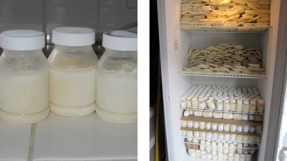 Срок годности сливочного масла в холодильнике, морозилке - сколько можно хранить