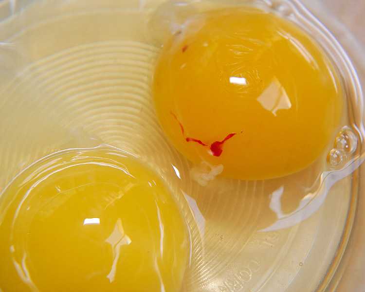 Кровь в яйце курином: причины появления в желтке и белке, что делать, можно ли есть
