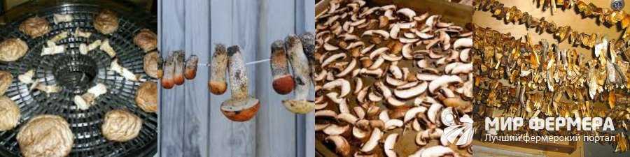 Хранение сушеных грибов на зиму: сроки, правила, способы, советы хозяек. как правильно и в чем хранить сушеные грибы на зиму в домашних условиях? как купить контейнер для хранения грибов на алиэкспрес