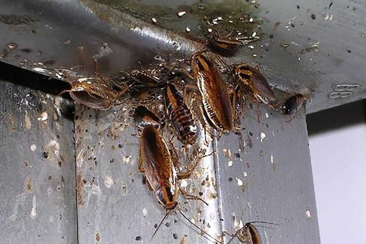 Откуда берутся тараканы в квартире