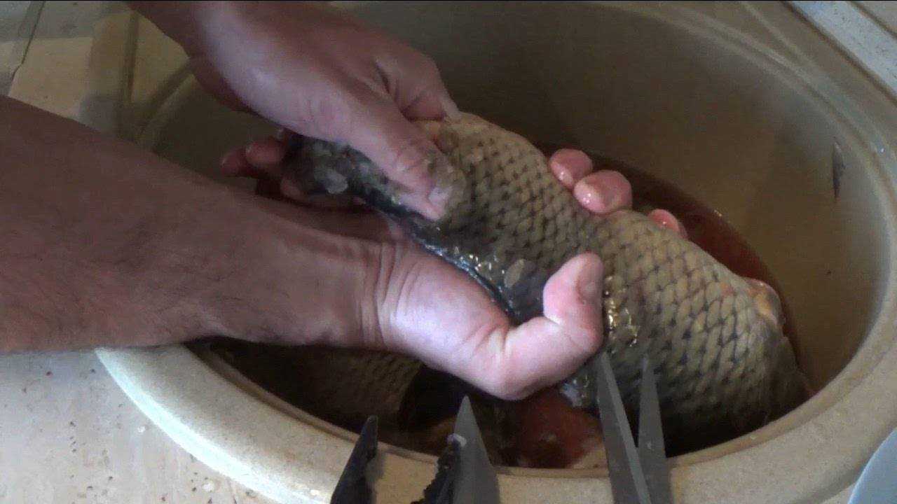 Как почистить карпа от чешуи в домашних условиях: видео, подготовка рыбы