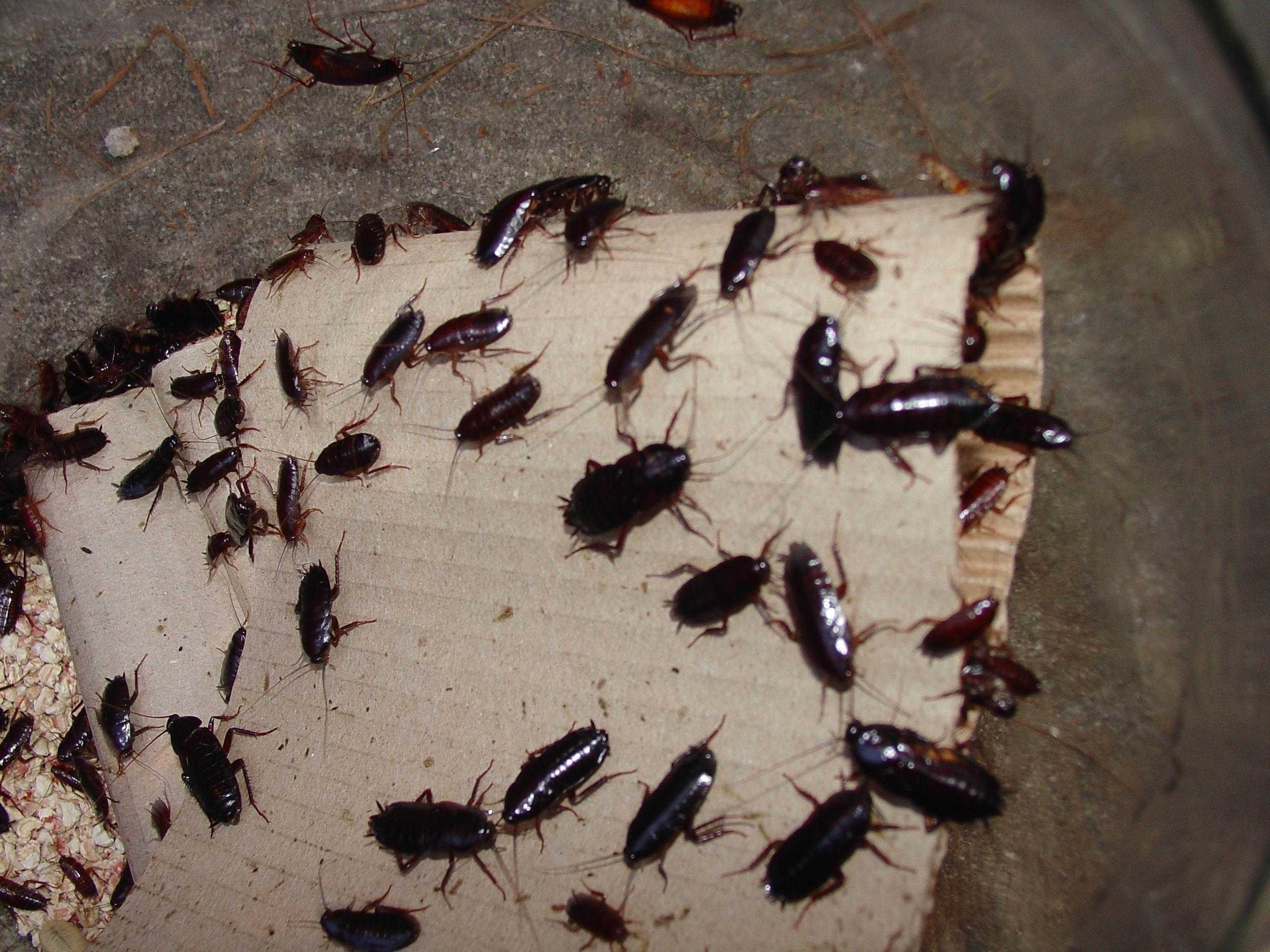 Как избавиться от тараканов в частном доме защита на всегда
