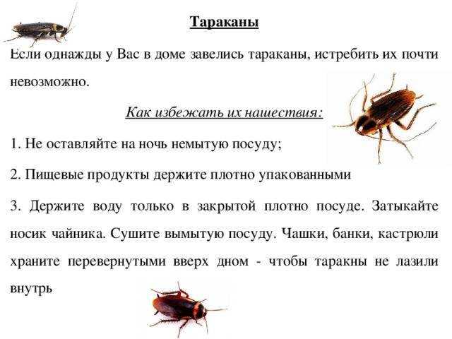 ❶ признаки тараканов в квартире: где искать их в доме, где их гнезда