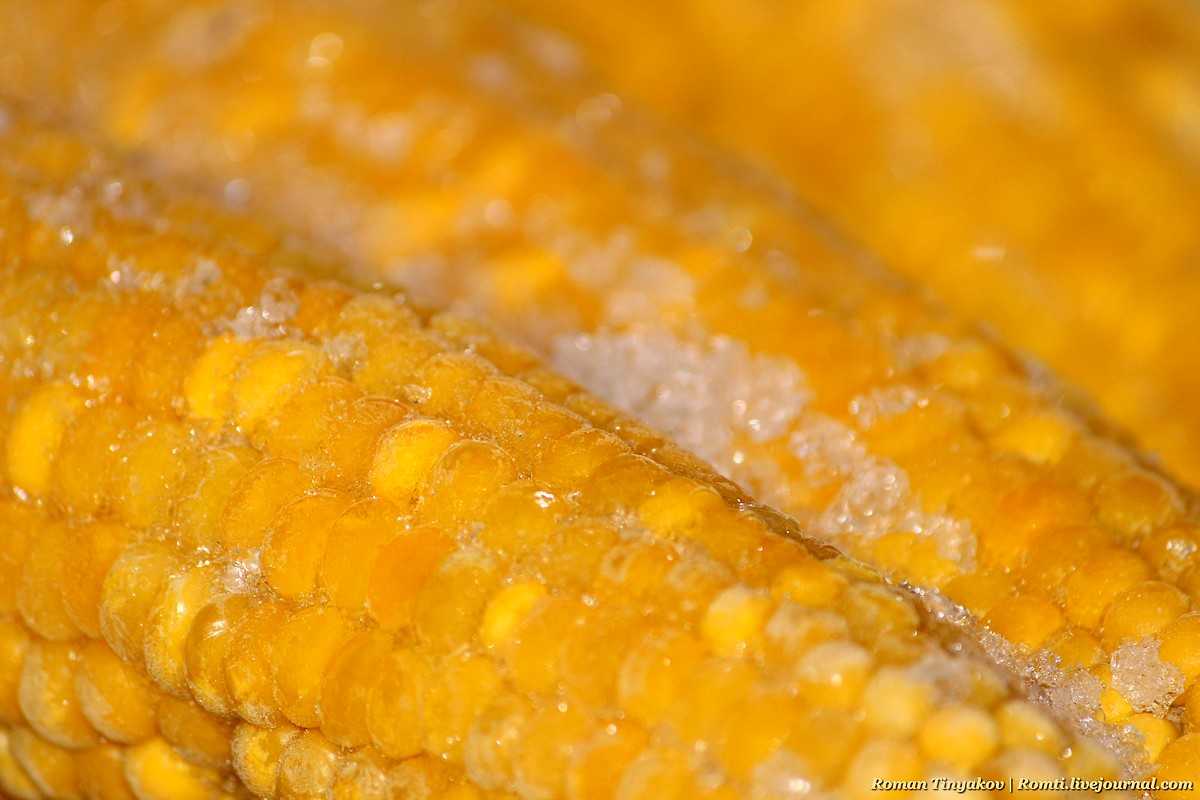 Как хранить кукурузу в початках в домашних условиях - молодую, сырую, свежую