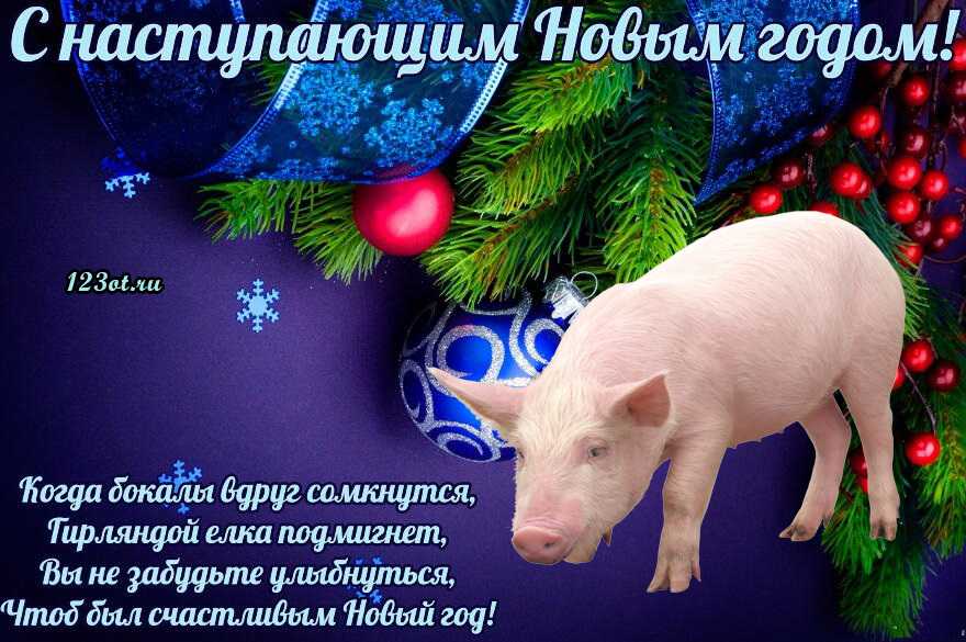 Поздравления к году свиньи 2031