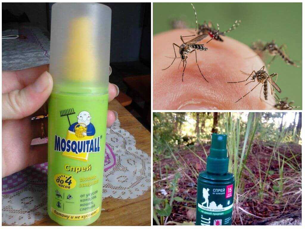 Как избавится от комаров в квартире: боремся с мошками